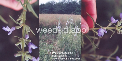 sage, blue